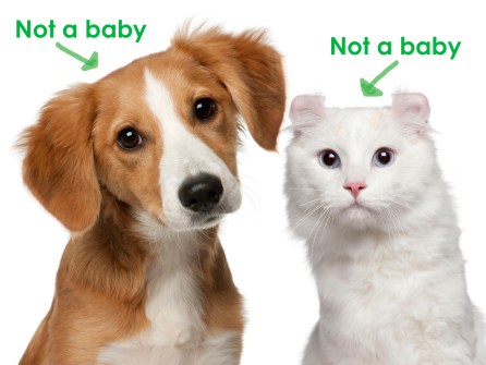 Mixed-breed puppy, and a American Curl cat, white background.