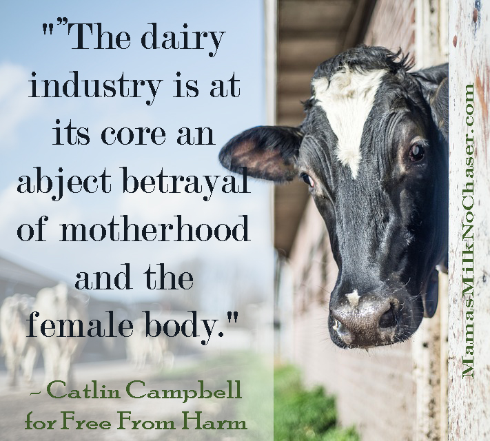 cow-2733013_960_720 copy